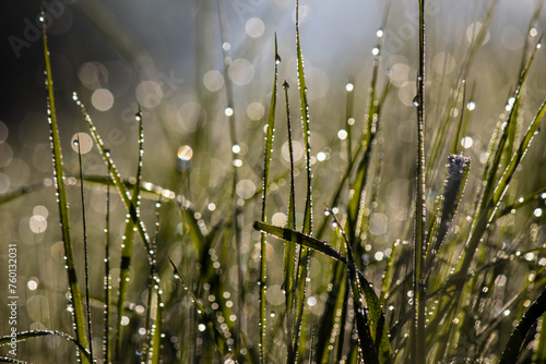 Morning dew on the grass in the sunlit forest