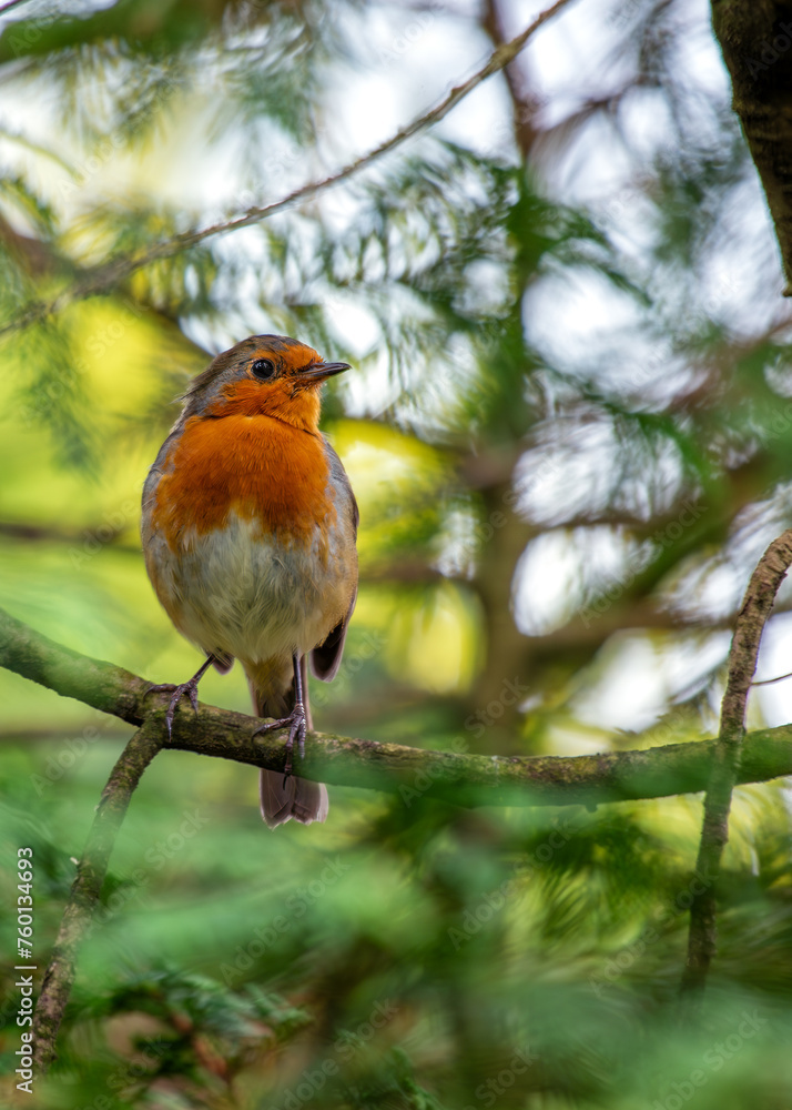 Fototapeta premium European Robin Red Breast (Erithacus rubecula) in National Botanic Gardens, Dublin, Ireland