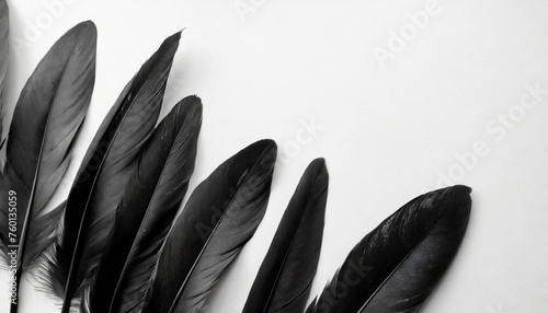 beautiful abstract black feathers on white background and soft white feather texture on white texture pattern dark theme wallpaper gray feather background gray banners white gradient