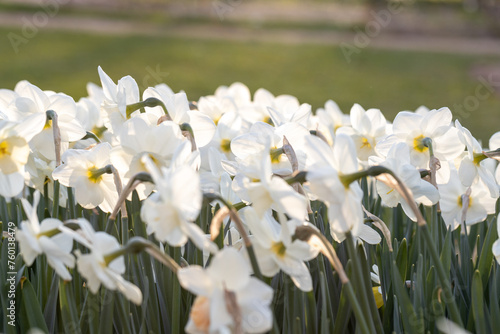 Beautiful narcissus flowers bloom in the spring garden.