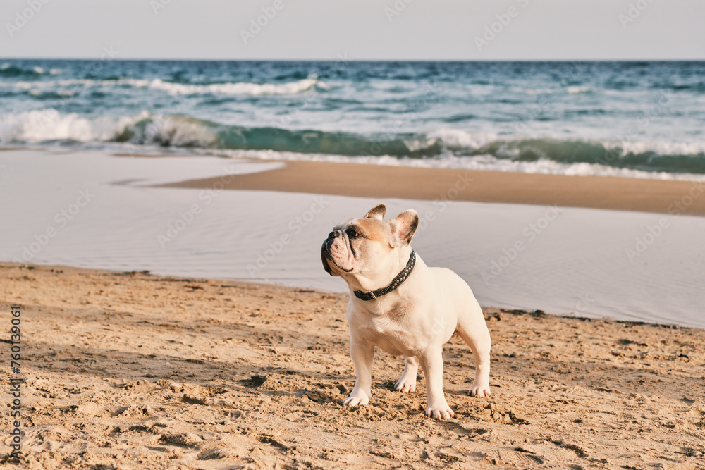 Obraz premium Portrait of a white french bulldog on the beach at sunset. Happy dog face. 