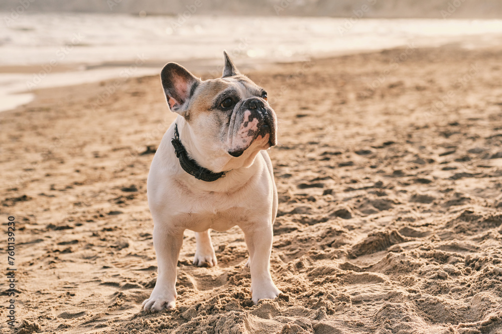 Portrait of a white french bulldog on the beach at sunset. Happy dog face. 