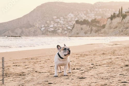 Portrait of a white french bulldog on the beach at sunset. Happy dog face. 