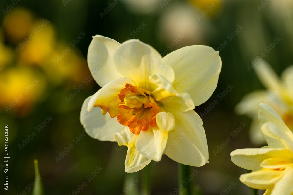 Beautiful narcissus flowers bloom in the spring garden. Beautiful narcissus flowers bloom in the spring garden.