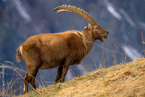 An Alpine Ibex is captured in its natural mountain habitat, grazing on the sparse vegetation of a rugged ridge, with a soft focus on the distant landscape
