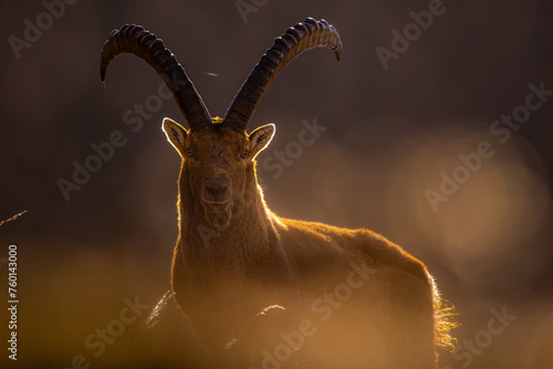An Alpine Ibex bathed in the soft glow of sunlight, its majestic horns silhouetted against the radiant background
