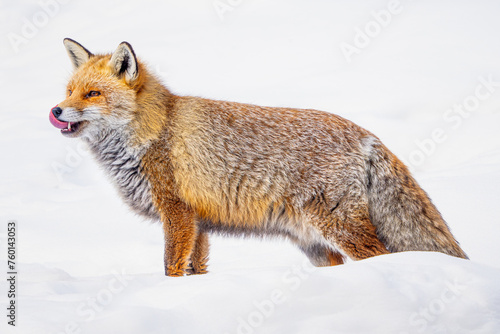 A vibrant Red Fox captured mid-stride on a snowy terrain, with its fur details highlighted against the winter white photo