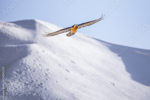 A Bearded Vulture gliding gracefully with widespread wings above the pristine snow-covered mountain slopes photo