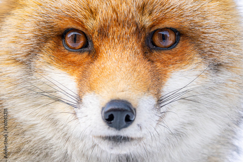 A captivating close-up of a Red Fox, emphasizing its sharp eyes and striking fur pattern, set against a snowy backdrop photo
