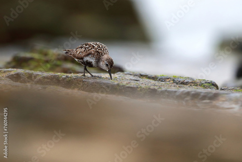 Sandpiper bird foraging on rocky shoreline photo