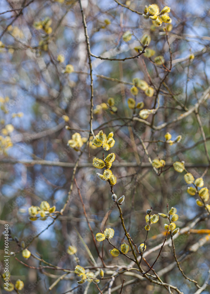 A branch of a blossoming willow tree against a blue spring sky. Fluffy yellow flowers on a brown twig. Macro shot. For a postcard. Vertical A branch of a blossoming willow tree against a blue spring sky. Fluffy yellow flowers on a brown twig. Macro shot. For a postcard. Vertical