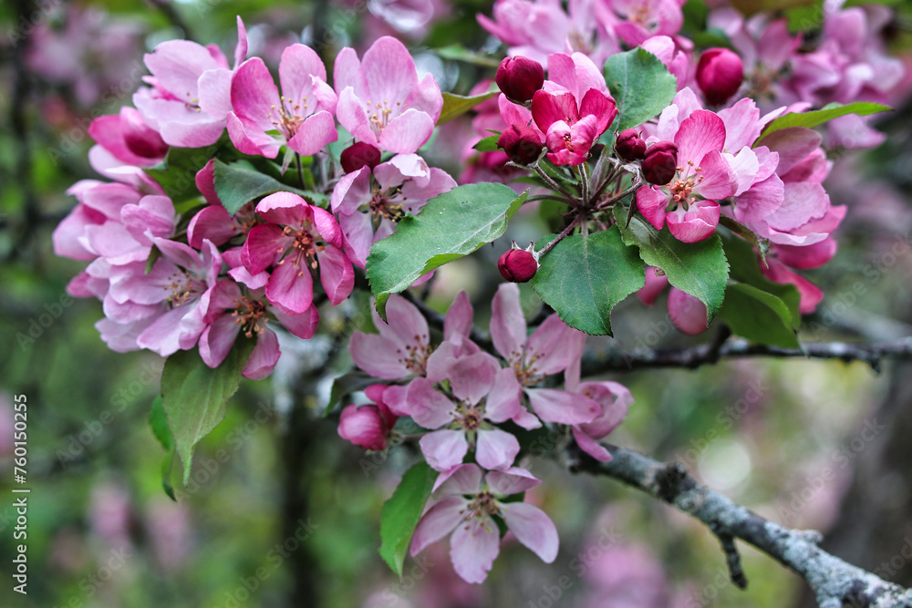 Crabapple blossoms and buds in shades of beautiful rosy pink at Ottawa's Dominion Arboretum Garden in Ottawa,Ontario,Canada Crabapple blossoms and buds in shades of beautiful rosy pink at Ottawa's Dominion Arboretum Garden in Ottawa,Ontario,Canada