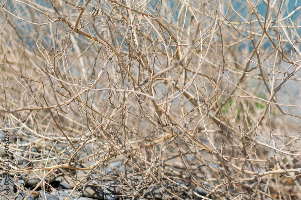 Fototapeta premium Dry branches of bushes and grass on the shore of the blue sea