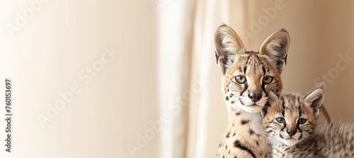 Male serval and serval kitten portrait with empty space for text, object on right side photo