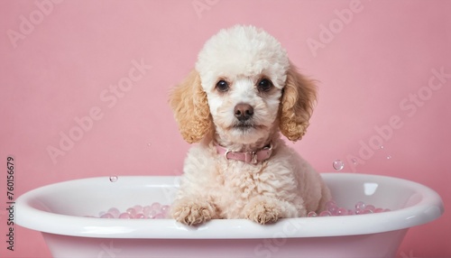 Playful poodle pup in a tiny bathtub filled with soap bubbles and foam © ibreakstock