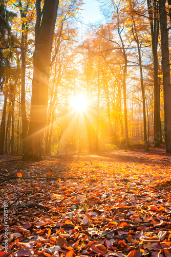 Beautiful autumn background, autumn forest wallpaper, cozy nature