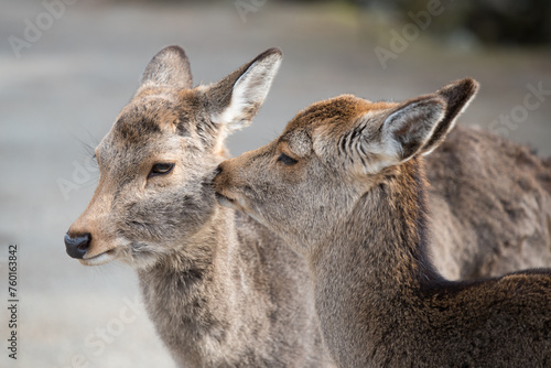 Deers in Nara Park