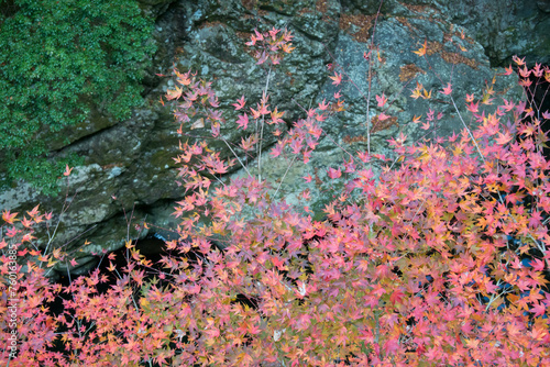 Autumn leaves in Mitarai Valley, Nara photo