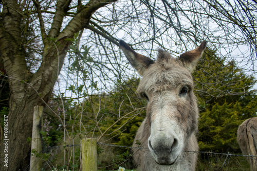 A donkey with his head over a fence