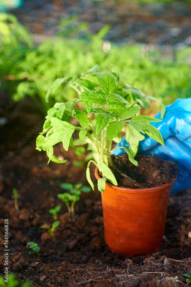 Eco veg growing Eco veg growing