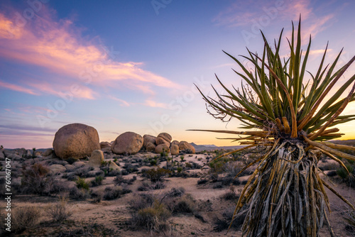 Yucca trees and rock formations on a trail in Joshua Tree National Park  California.