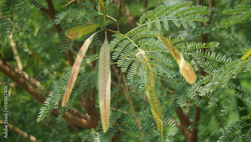 Foto Leucaena leucocephala (jumbay, river tamarind, subabul, white popinac, white leadtree, Mimosa leucophala, Mimosa glauca Koenig) or can also be called chinese petai, kemlandingan, and lamtoro