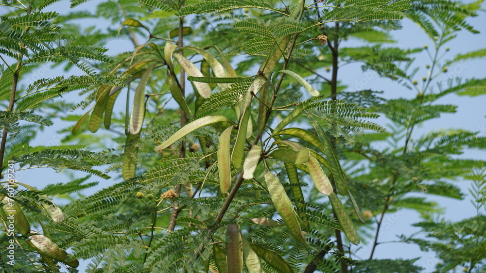 Leucaena leucocephala (jumbay, river tamarind, subabul, white popinac ...