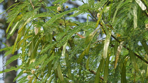 Bild auf Leinwand Leucaena leucocephala (jumbay, river tamarind, subabul, white popinac, white leadtree, Mimosa leucophala, Mimosa glauca Koenig) or can also be called chinese petai, kemlandingan, and lamtoro