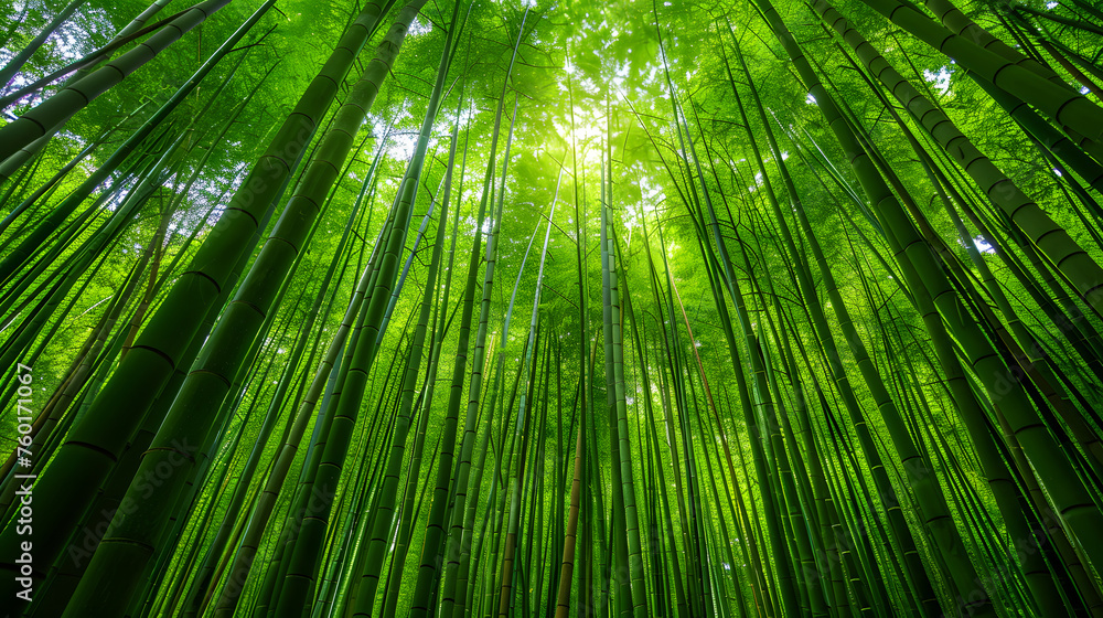 Bamboo forest background, bamboo wallpaper, forest background, nature background Bamboo forest background, bamboo wallpaper, forest background, nature background