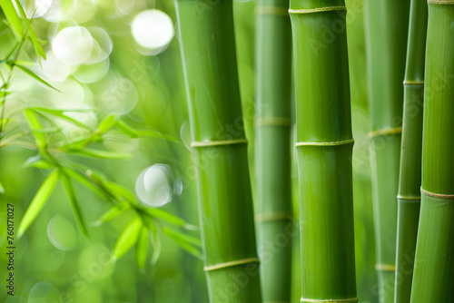 Bamboo forest background  bamboo wallpaper  forest background  nature background