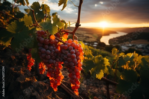 Cluster of grapes on vine at dusk, under colorful sky