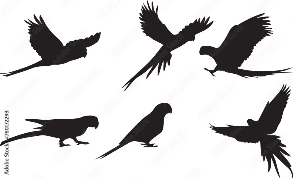 Obraz premium set of silhouettes of birds