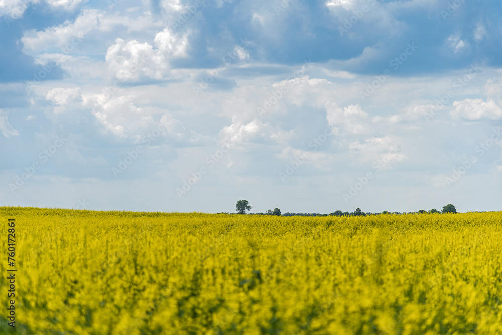 Beautiful natural summer landscape - rapeseed yellow field under blue cloudy sky, distant horizon, wide angle shooting, horizon infinity