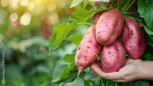 Close up of hand holding fresh sweet potato on blurred background with copy space photo