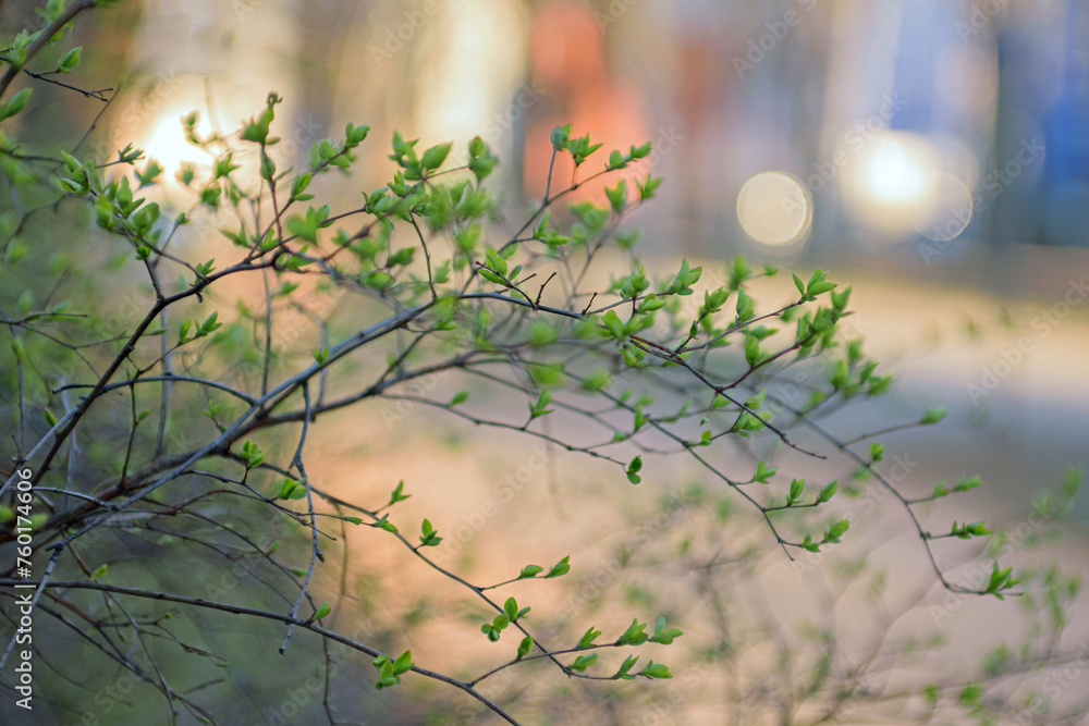 Graceful branches of bushes with fresh spring blossoming leaves, soft focus, blurred background, bokeh effect