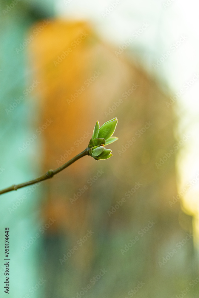 Spring bush branches with green leaves