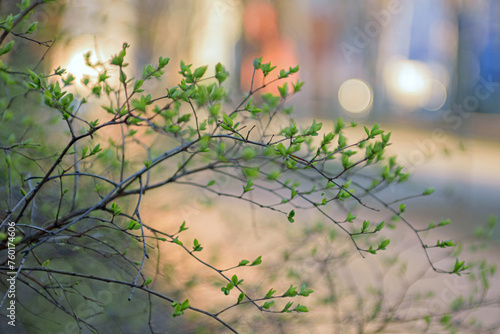 Obraz na płótnie Graceful branches of bushes with fresh spring blossoming leaves, soft focus, blurred background, bokeh effect w salonie