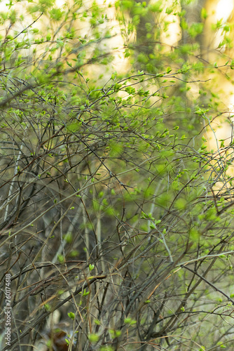 Graceful branches of bushes with fresh spring blossoming leaves, soft focus, blurred background, bokeh effect