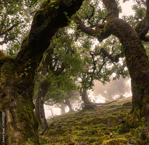 Fanal forest old mystical tree in Madeira island. Twisted trees in fog in Fanal Forest. Huge, moss-covered trees create a dramatic, scared landscape