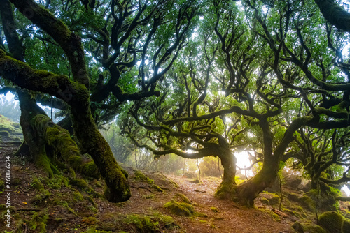 Twisted trees in the fog in Fanal Forest on the Portuguese island of Madeira. Huge  moss-covered trees create a dramatic  scared landscape