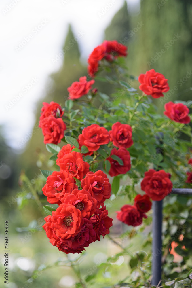 Luxurious scarlet red roses on bushes in the garden, rose garden, gardening - vertical view, , bokeh effect, selective focus, blurred background