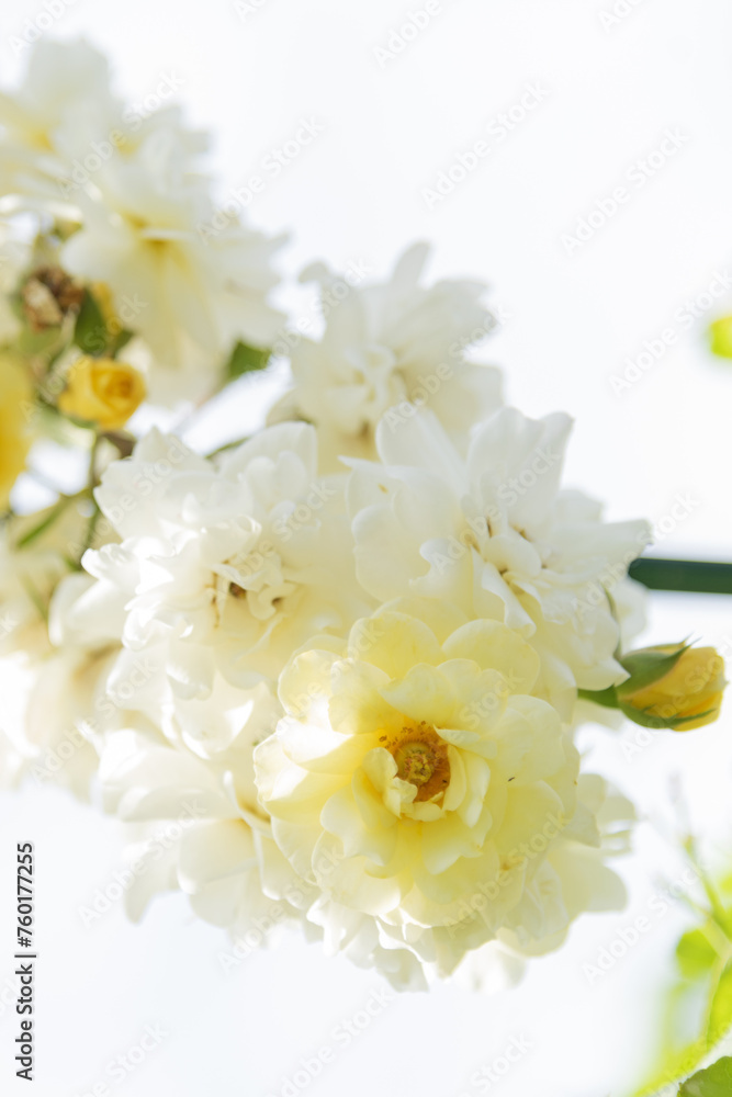 A bunch of white lush roses on a branch in the park, a rose garden on a sunny day - bokeh effect, selective focus, blurred background, blurred, bokeh