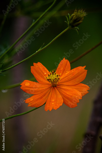 orange flower