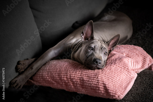 Zrelaksowany szczeniak rasy Thai Ridgeback Dog leży na kanapie