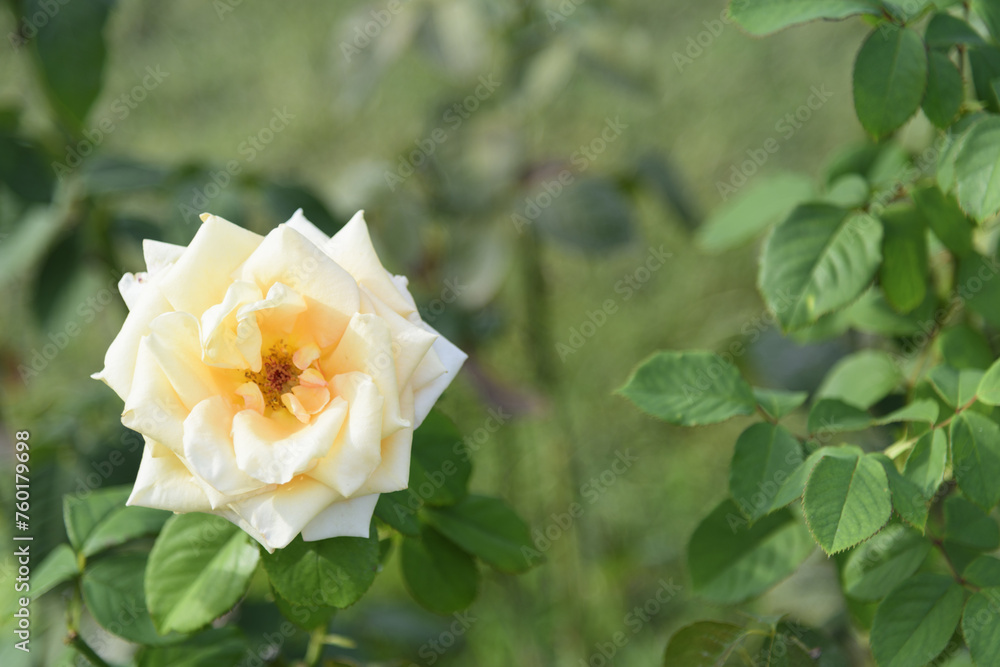White-yellow large delicate tea rose on a green bush in a park garden - rose garden, gardening, floristry, bokeh effect, selective focus, blurred background, blurred, bokeh