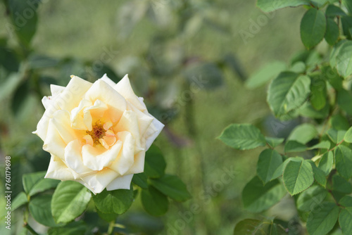 Obraz na płótnie White-yellow large delicate tea rose on a green bush in a park garden - rose garden, gardening, floristry, bokeh effect, selective focus, blurred background, blurred, bokeh w salonie