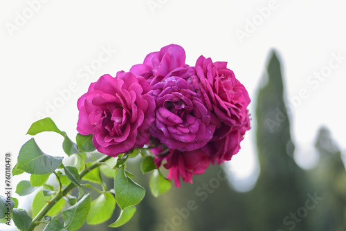 Large scarlet variegated roses against the blue sky in the park - rose garden  gardening  floristry  bokeh effect  selective focus  blurred background  blurred  bokeh