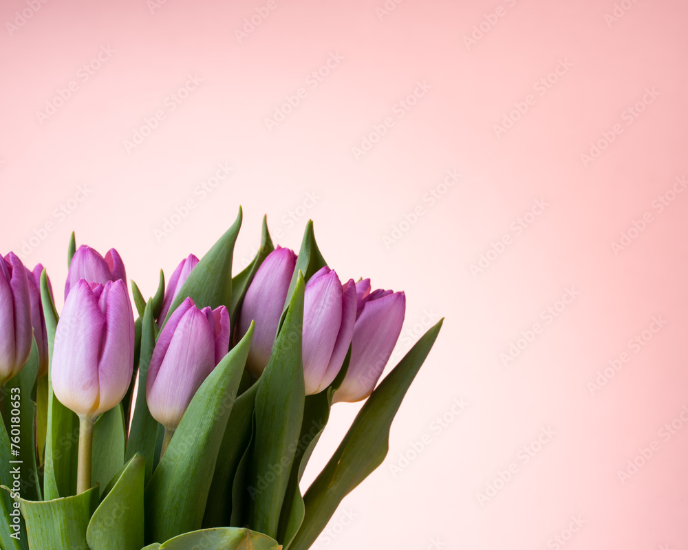 Bunch of Light Purple Tulips on a Light Pink Background Bunch of Light Purple Tulips on a Light Pink Background