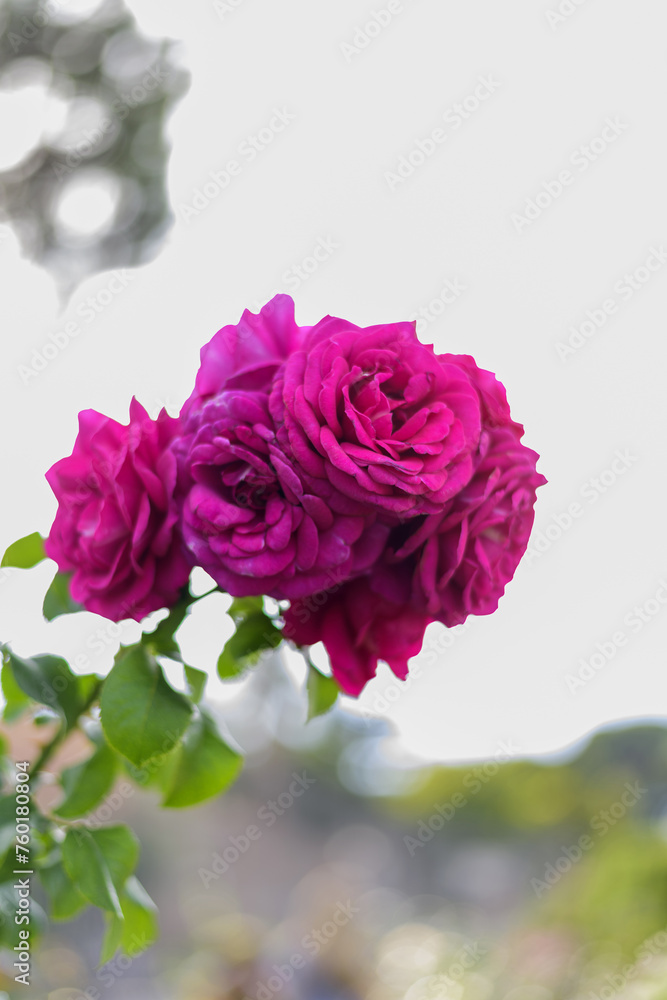 Large scarlet variegated roses against the blue sky in the park - rose garden, gardening, floristry, bokeh effect, selective focus, blurred background, blurred, bokeh
