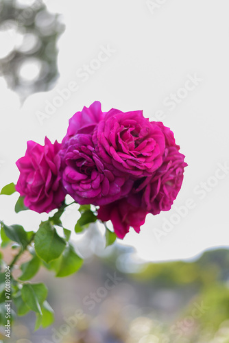 Obraz na płótnie Large scarlet variegated roses against the blue sky in the park - rose garden, gardening, floristry, bokeh effect, selective focus, blurred background, blurred, bokeh w salonie